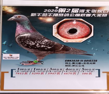 张家口新千羽千翔赛鸽公棚500公里决赛186名 雄