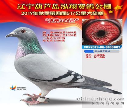 辽宁葫芦岛泓翔公棚517公里决赛386名 雌