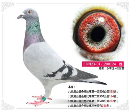 北京房山鸽会特比环三关综合253名 雌