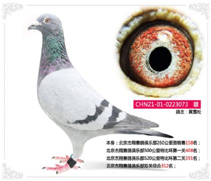 北京杰翔赛鸽俱乐部520公里特比环第二关191名 雄