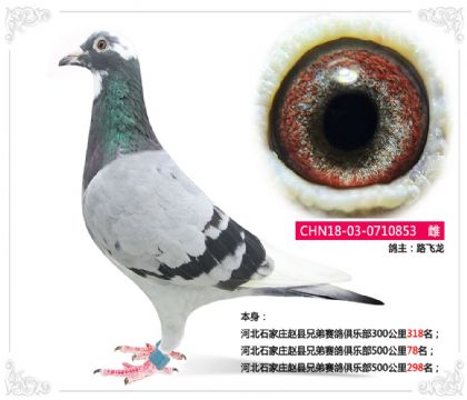 河北石家庄赵县兄弟赛鸽俱乐部500公里78名 雌