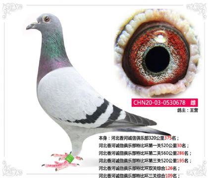 河北香河诚信俱乐部特比环三关综合109名 雌