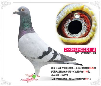 天津天立国际赛鸽公棚550公里加站赛59名 雄