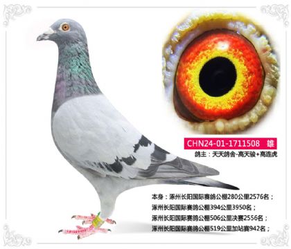 涿州长阳国际赛鸽公棚519公里加站赛942名 雄