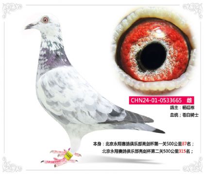 北京永翔赛鸽俱乐部亮剑杯第一关500公里87名 雌