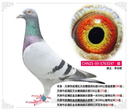 天津市武清区金龙赛鸽俱乐部特比环双关综合59名 雄