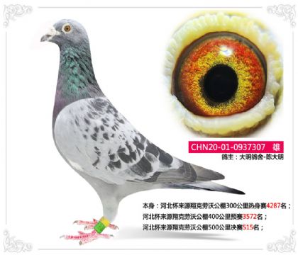 河北怀来源翔克劳沃公棚500公里决赛515名 雄