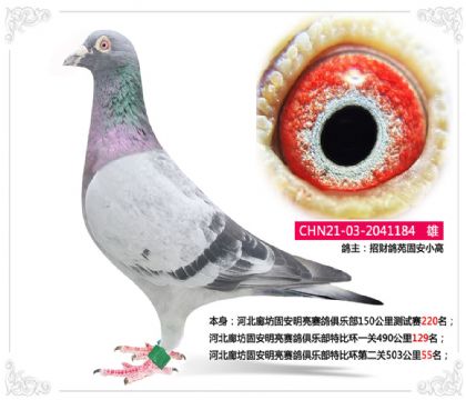 河北廊坊固安明亮赛鸽俱乐部特比环第二关503公里55名
