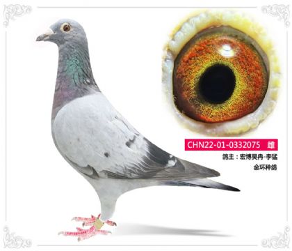 宏博昊冉-李猛 金环种鸽075 雌
