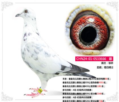秦皇岛玉龙爱心赛鸽公棚520公里加站赛726名 雄