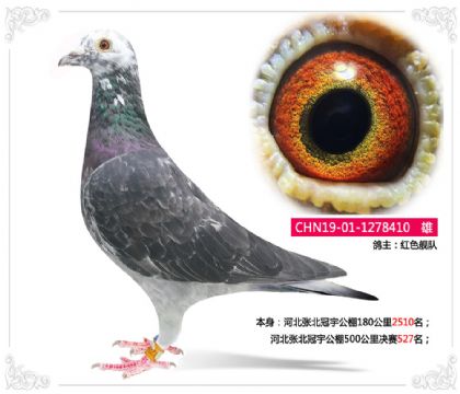 河北张北冠宇公棚500公里决赛527名 雄