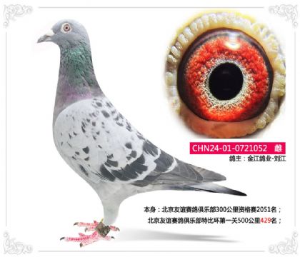 金江鸽业-刘江--北京友谊赛鸽俱乐部特比环第一关429名