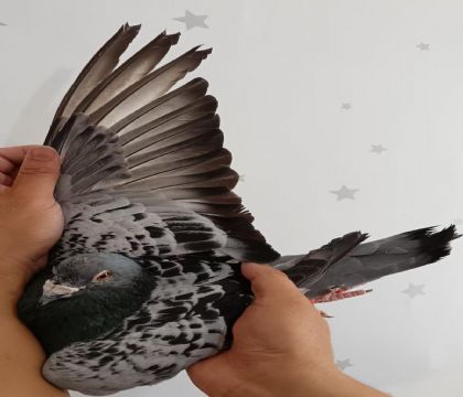 22