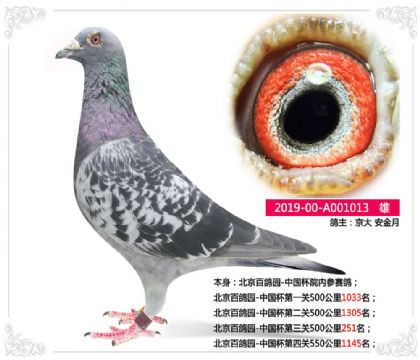 ٸ԰-й500251   