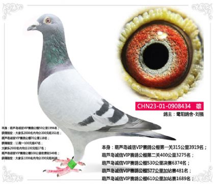 «VIP빫577վ481  	
