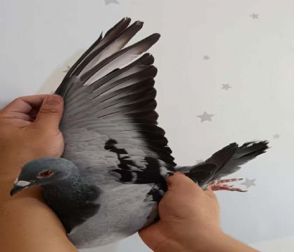 21