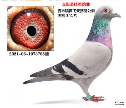 칫541ʢھƽ