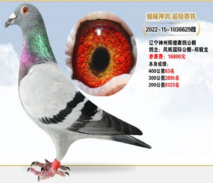 ݻԻ͹緫֣40063