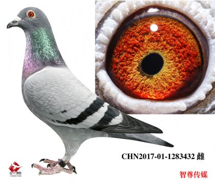 65ȫƽ
