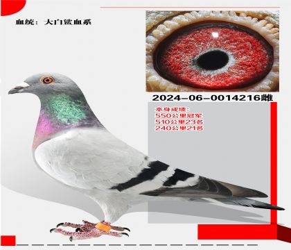 Ѫϵ  ٻ550ھ