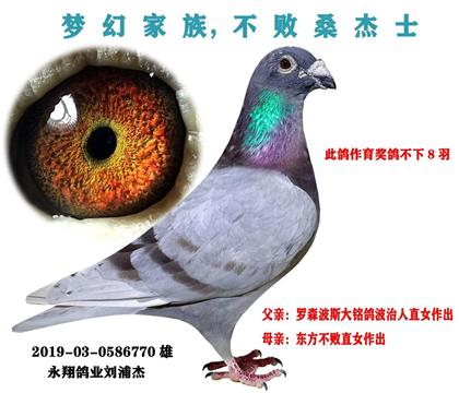 永翔鸽业桑杰士,不败家族