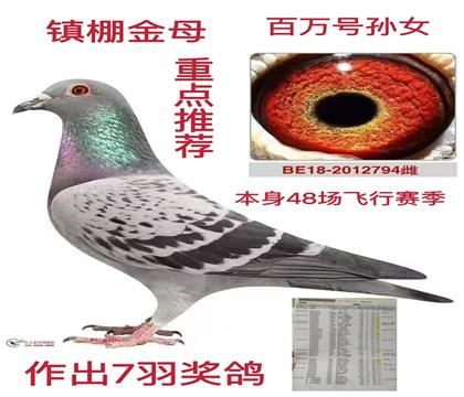 超级重点推荐 超级原环金母 48场飞行赛季