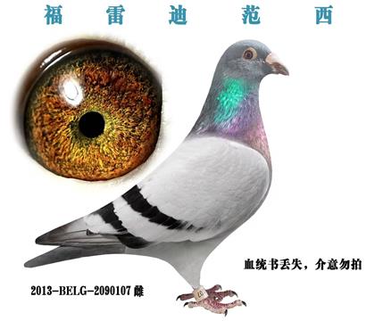 福雷迪种雌