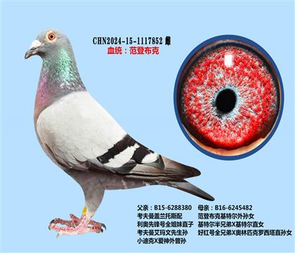 考夫曼X范登布克