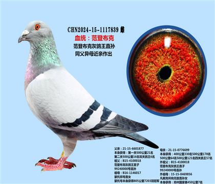 范登布克灰鸽王近亲