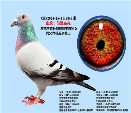 范登布克灰鸽王近亲