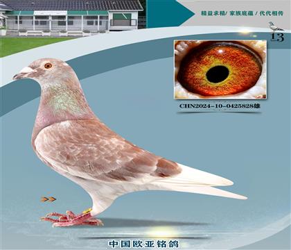 Ͽ˷ǲˡض233X13KBDBȫھֱŮ