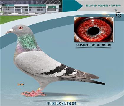 Ǳȴ롰ǡ143X׸334