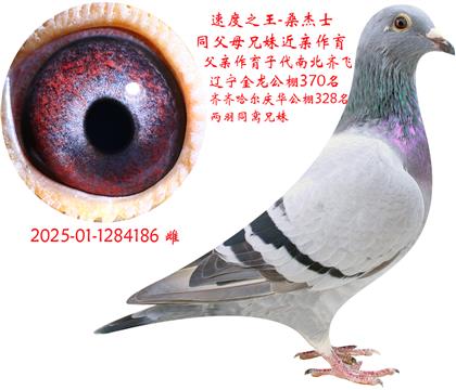 ٶ֮-186