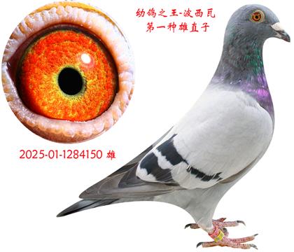 ص㣡׸֮-150