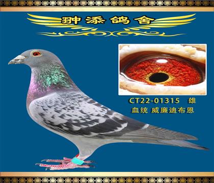 ˽ϲ䷲䷲ɣʿ315