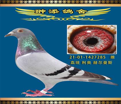 °ƥȸӥ䲩285