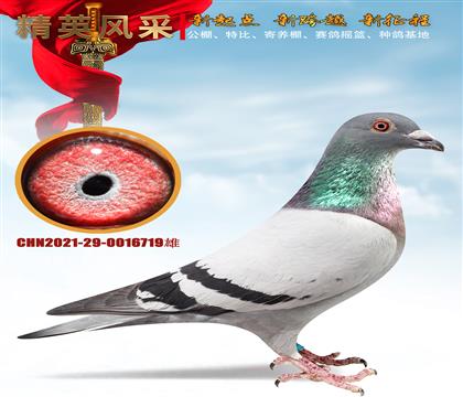 ٶȡֲ