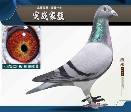  蹫243