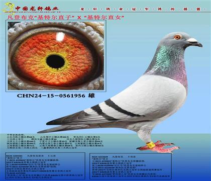 ǲ˻ضֱXضֱŮ