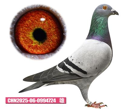 ǲ-ض724