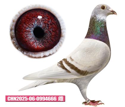 ǲ-ú칫666