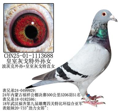 һҸŮ-7