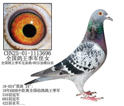 ȫֶŮ-8