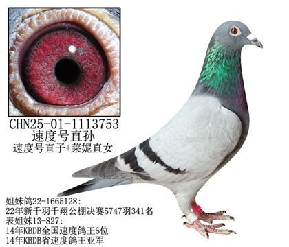 ٶȺֱ-13