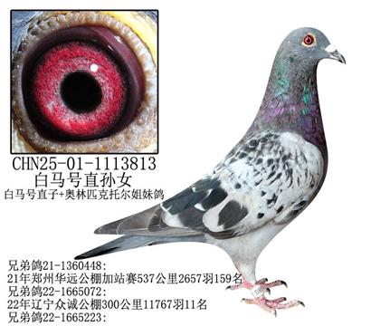 ֱŮ-19