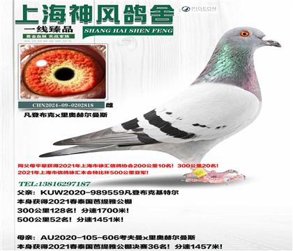 ǲ˰52x36