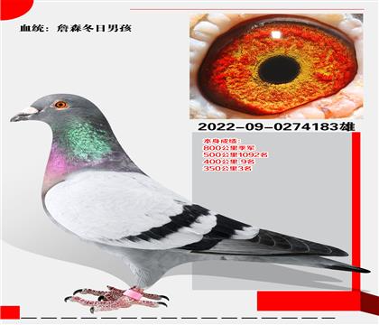 ղɭк ɼ800＾