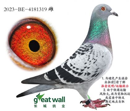 9.ѻض.4181319