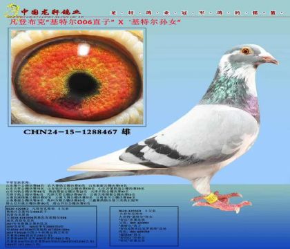 ǲ˰ƥ˻ض006ֱXضŮ