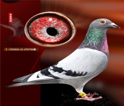 ǲ.ض006ס